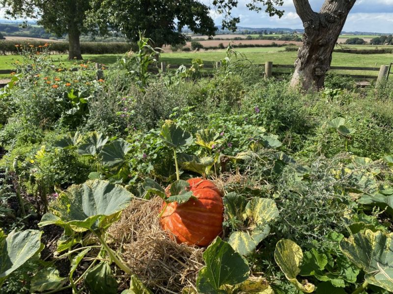 The Chaos Garden Regen Ben