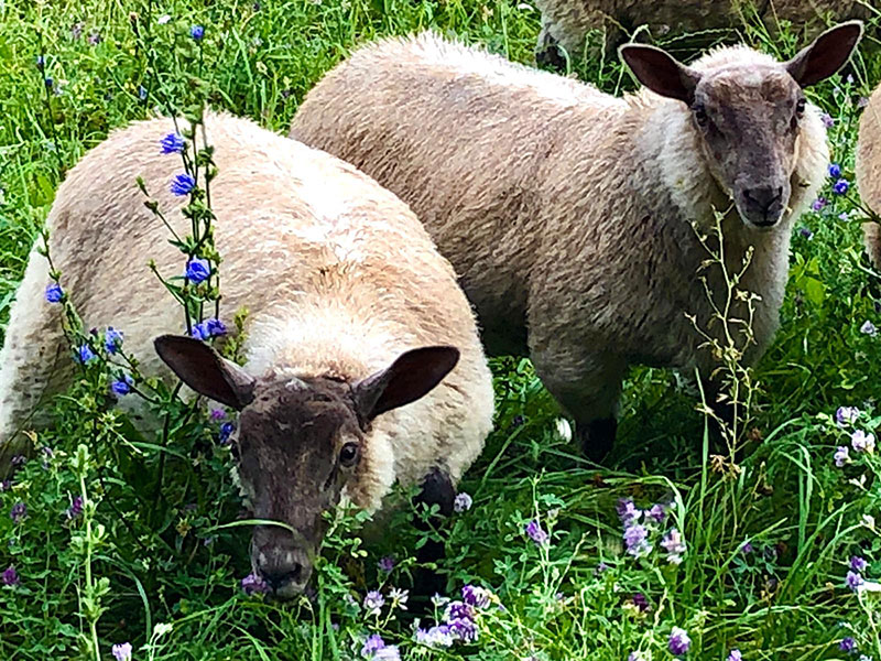 Grass Fed Lamb