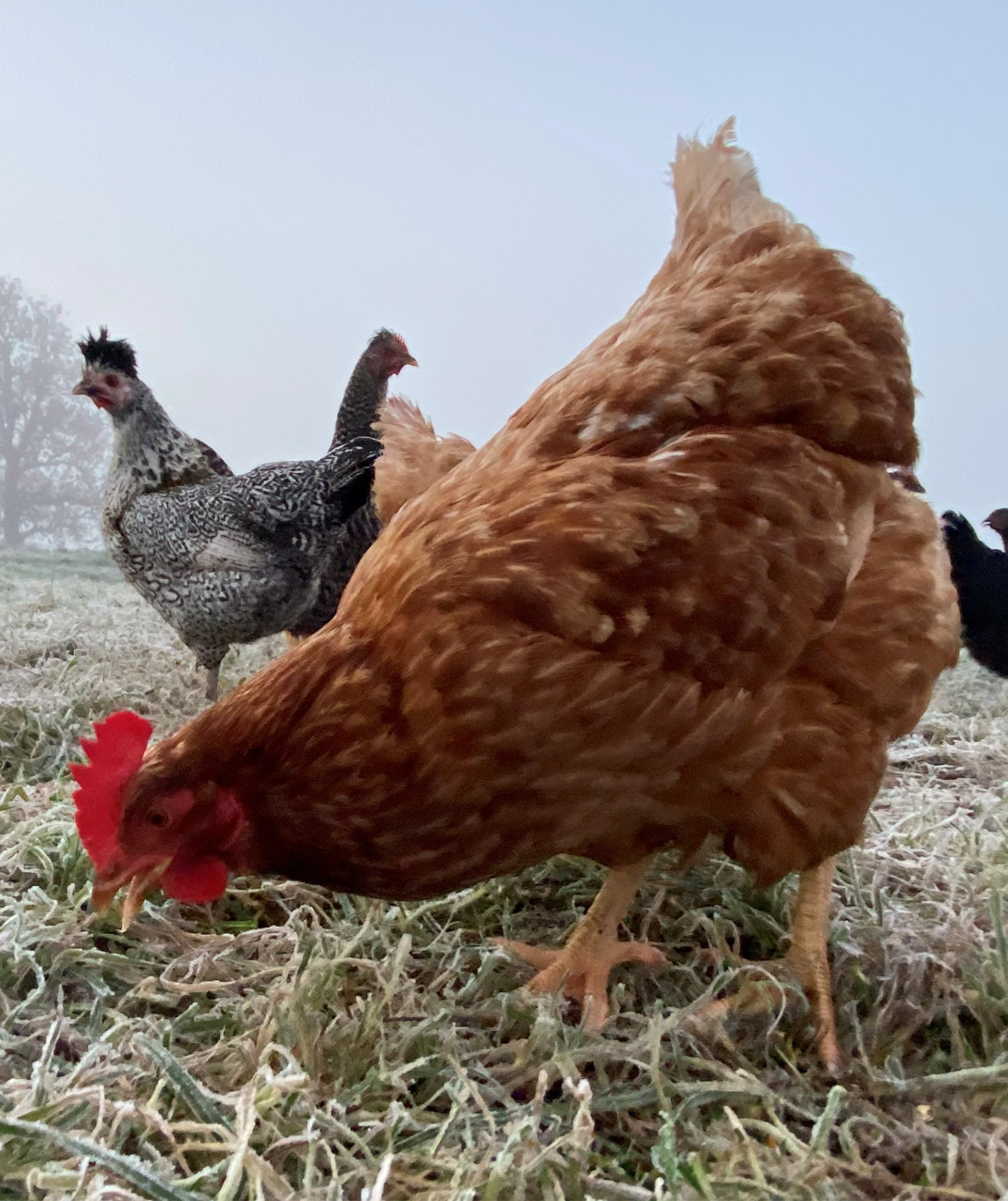 Happy Healthy Chickens at Townsend Farm