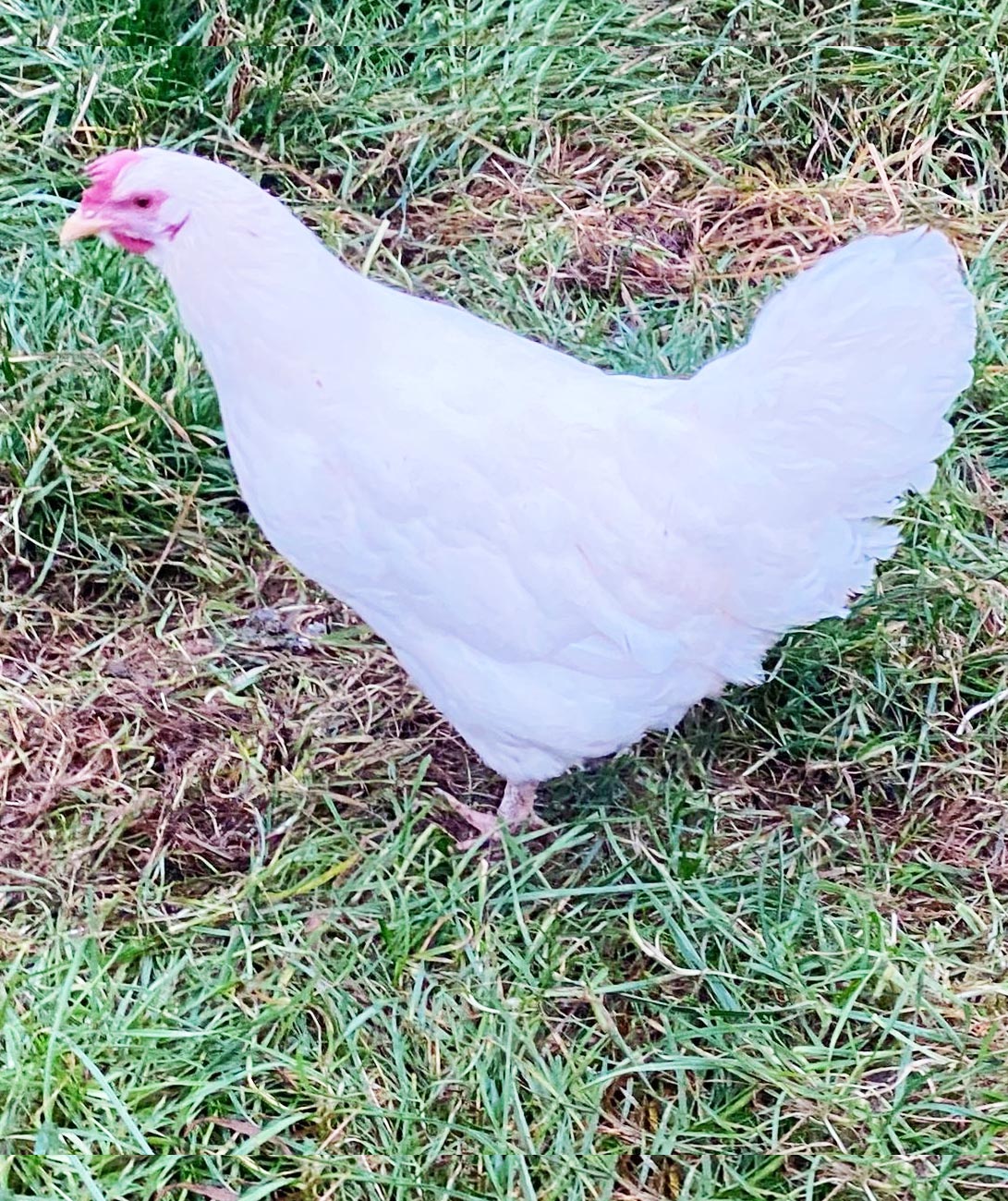 Breeding and selection of the Ross-Cobb chicken